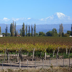 Find top wine, stunning mountain scenery and more in Mendoza
