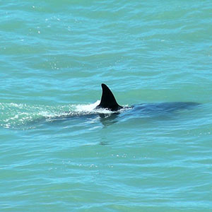 Spot whales along the southern beaches of Puerto Madryn